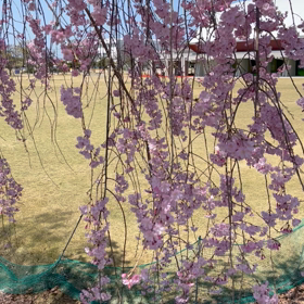 風と桜の画像