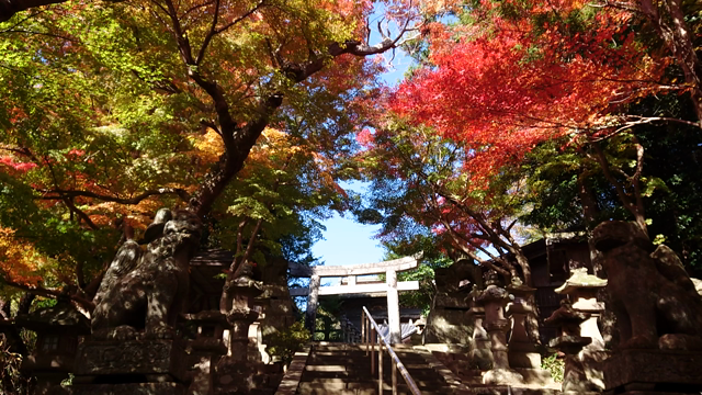松江市の春日神社の紅葉が美しかったです。の記事動画