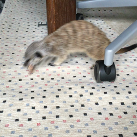 それは酒のあてですか、いえ、おやつです！の画像