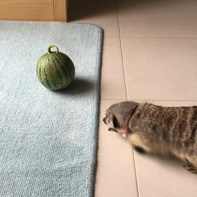 献上品の画像