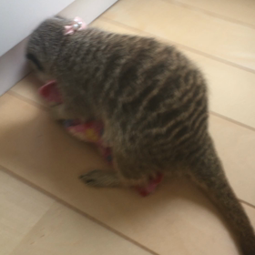 大好きなものの画像