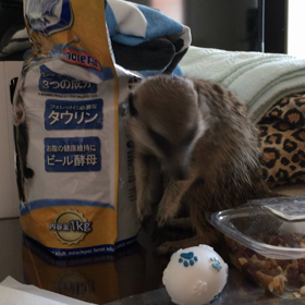 止められない止まらないの画像