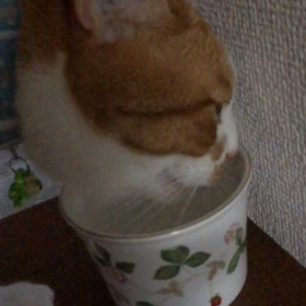 水飲 みの画像