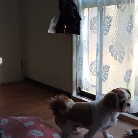 やっと撮れましたぁ。の画像
