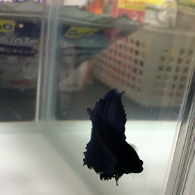 ベタの餌やりの画像