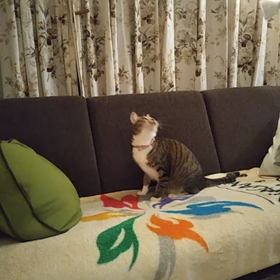 フリスビー犬ならぬ…の画像