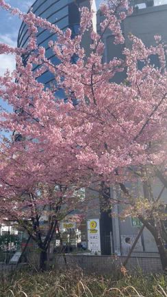 桜と鶯の記事動画