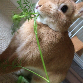 今日も元気ですの画像
