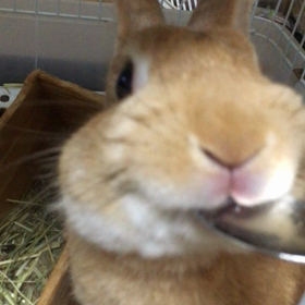 ぺろぺろうさぎの画像