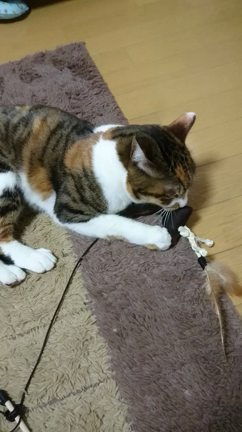 サンタさん パート２の記事動画