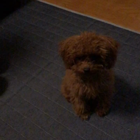 ぽんこつ♡の画像