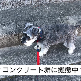 擬態の画像