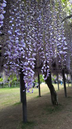 但馬のGW満喫４　満開♡芳しい白井大町藤公園(*˘︶˘*).｡.:*♡の記事動画