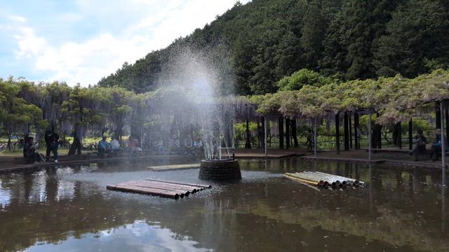 但馬のGW満喫４　満開♡芳しい白井大町藤公園(*˘︶˘*).｡.:*♡の記事動画
