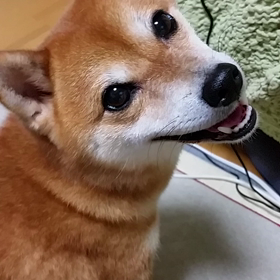 今日のわたくし。の画像