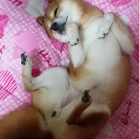 お恥ずかしいですがーの画像