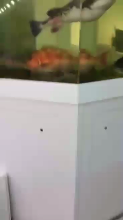 貴重な映像です！サメ(フカ)の激しい動きの排泄の記事動画