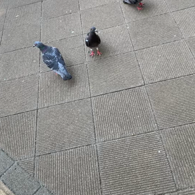 ぽっぽっぽーの画像