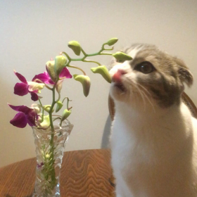 お花飾れないの画像