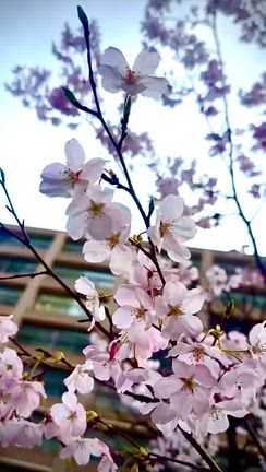 丸の内の桜❗️の記事動画