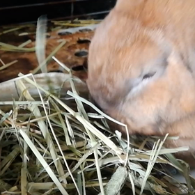 もこちゃんｽﾞの画像