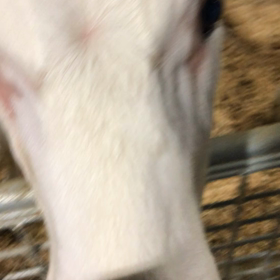 牛ちゃんの画像