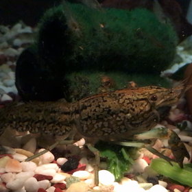ザリガニの食事（動画〕の画像