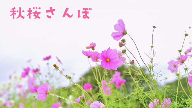 英美里とコスモス畑の記事動画