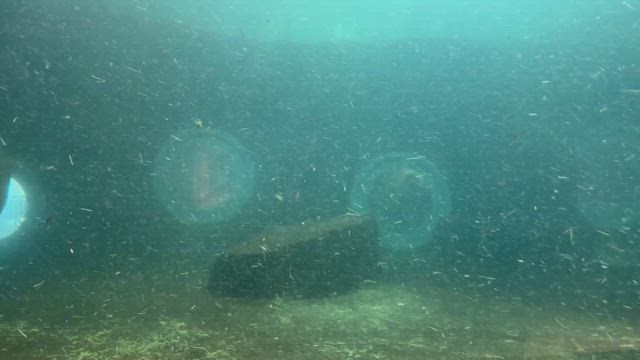旭山動物園　その2の記事動画