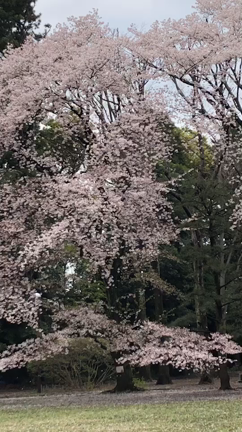 春の風に桜吹雪！の記事動画