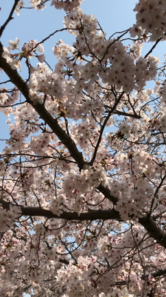 桜が満開！の記事動画
