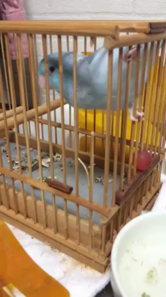 【2/12恵比寿天窓追加】東京ただいま〜〜ﾟ+｡(o･ω-人)･.｡インコ特集？の記事動画