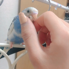 お疲れ様です〜午後のノアちゃん〜の画像