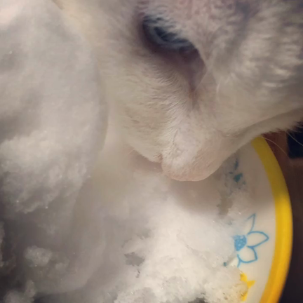 猫は駆け回らないの記事動画
