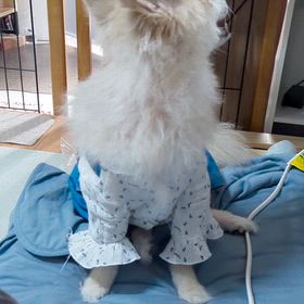 【いくらの家】ちょんちょんの画像