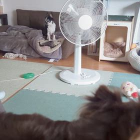 今朝のコタさんの画像