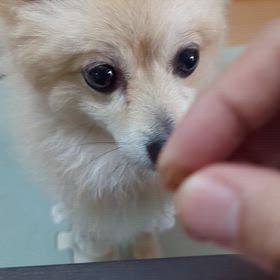 【いくらの家】おやつの画像