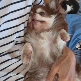 今日のパティちゃんの画像