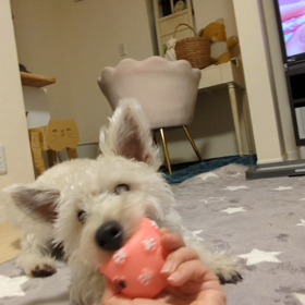 ひっぱりあいっこの画像