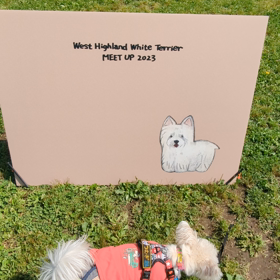ウエスト・ハイランド・ホワイト・テリアmeetupの画像