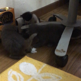 俺、親猫になる 33の画像