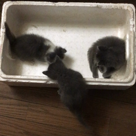 俺、親猫になる 29の画像