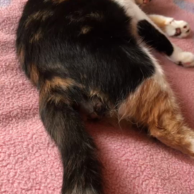 俺、親猫になる 439の画像