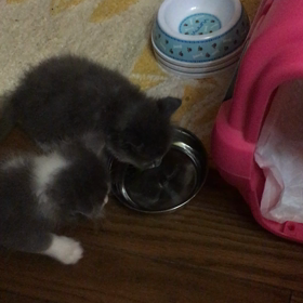 俺 親猫になる 57の画像