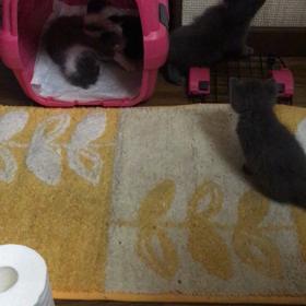 俺、親猫になる 28の画像