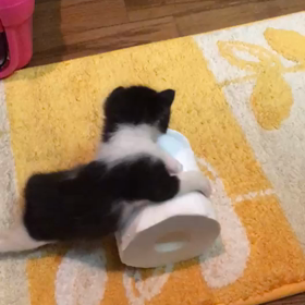 俺、親猫になる 19の画像