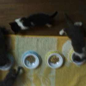 俺、親猫になる 56の画像