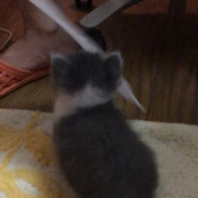 俺、親猫になる 42の画像