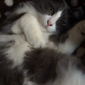 俺、親猫になる 352の画像