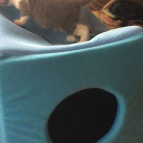 俺、親猫になる 38の画像
